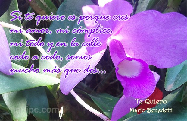 Poema de Mario Benedetti, Te Quiero Poema de Mario Benedetti, Te Quiero