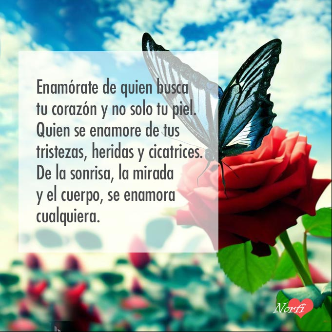 Enamórate de quien busca tu corazón y no solo tu piel. Quien se enamore de tus tristezas, heridas y cicatrices. De la sonrisa, la mirada y el cuerpo, se enamora cualquier Mariposa sobre una rosa