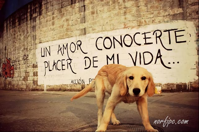 Es un amor conocerte, placer de mi vida. #AccionPoetica Es un amor conocerte, placer de mi vida