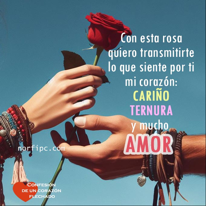 Entregando una rosa roja