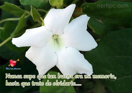 Nunca supe que tan buena era mi memoria, hasta que trate de olvidarte.... Imagen con verso triste para el día del amor