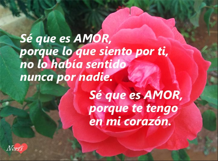 Sé que es AMOR, porque lo que siento por ti, no lo había sentido por alguien más Frase para el Día del Amor: Sé que es AMOR, porque lo que siento por ti.