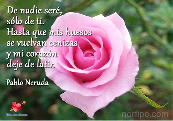 De nadie seré, sólo de ti. Hasta que mis huesos se vuelvan cenizas, y mi corazón deje de latir Imagen con un verso de amor para el día del amor de Pablo Neruda
