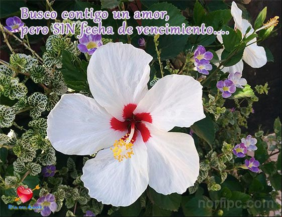 Quiero contigo un amor profundo y lindo, un amor de verdad, como el que he soñado. Un amor de esos que la gente envidia, una amor de película, pero sin fecha de vencimiento