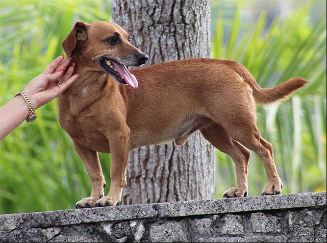 Un homenaje al amor de mi perro Toby