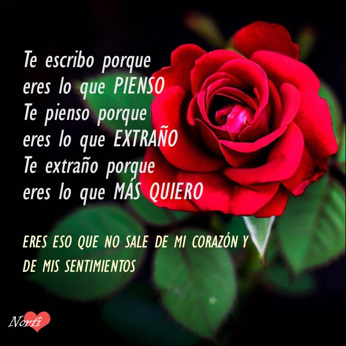 Eres eso que no sale de mi corazón y de mis sentimientos Rosa roja con fondo negro