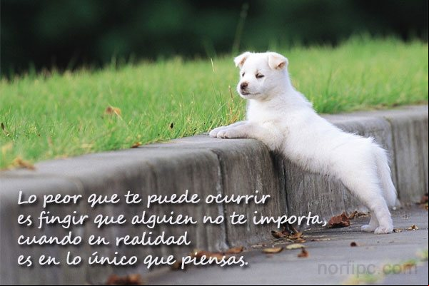 Lo peor que te puede ocurrir es fingir que alguien no te importa, cuando en realidad es en lo único que piensas Pensamiento sobre porque fingir si alguien de verdad nos importa
