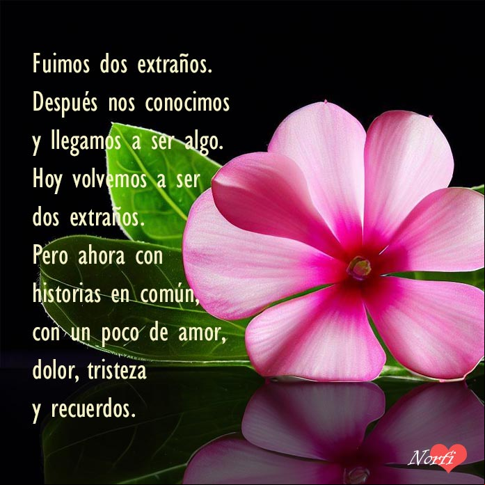 Flor rosada sobre cristal con fondo negro