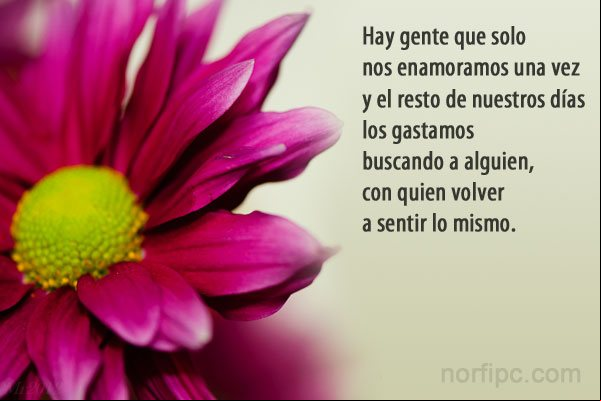 Hay gente que solo nos enamoramos una vez y el resto de nuestros días los gastamos buscando a alguien, con quien volver a sentir lo mismo Pensamiento sobre la busqueda del amor en la vida y la felicidad