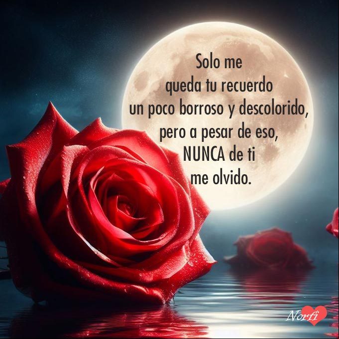 Solo me queda tu recuerdo un poco borroso y descolorido, pero a pesar de eso, nunca de ti me olvido rosa roja reflejo en un estanque, fondo noche de luna llena