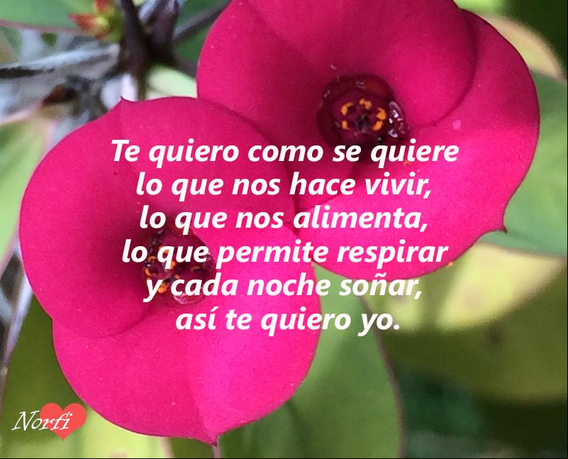 Te quiero como se quiere lo que nos hace vivir, lo que nos alimenta, lo que permite respirar y cada noche soñar, así te quiero yo Poema para tratar de expresarle como le quiero yo