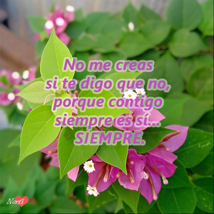 Contigo iría al fin del mundo, poema Poema de amor: Contigo siempre es sí