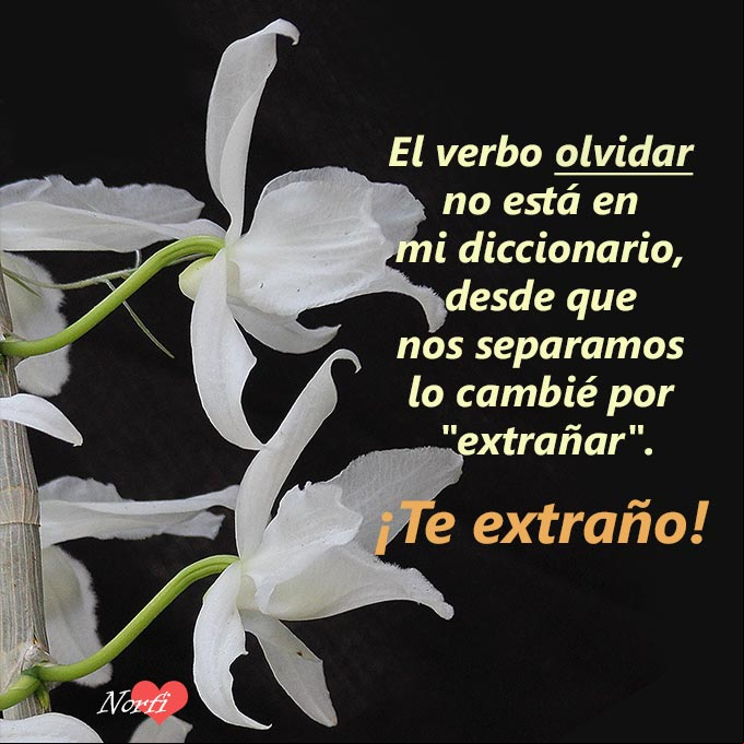 El verbo olvidar no está en mi diccionario, desde que nos separamos lo cambié por 'extrañar' Orquídeas blancas con fondo negro y poema El verbo extrañar