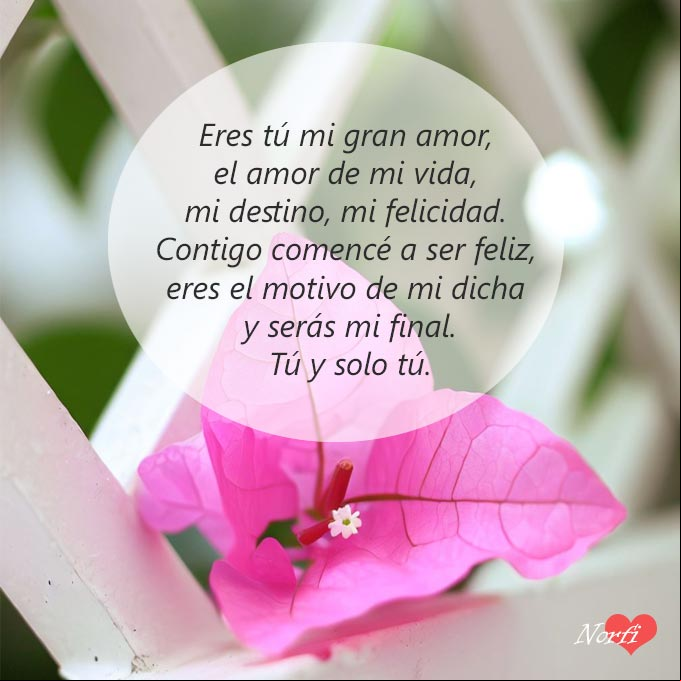 Eres el motivo de mi felicidad Flor bugambila rosada sobre una reja blanca