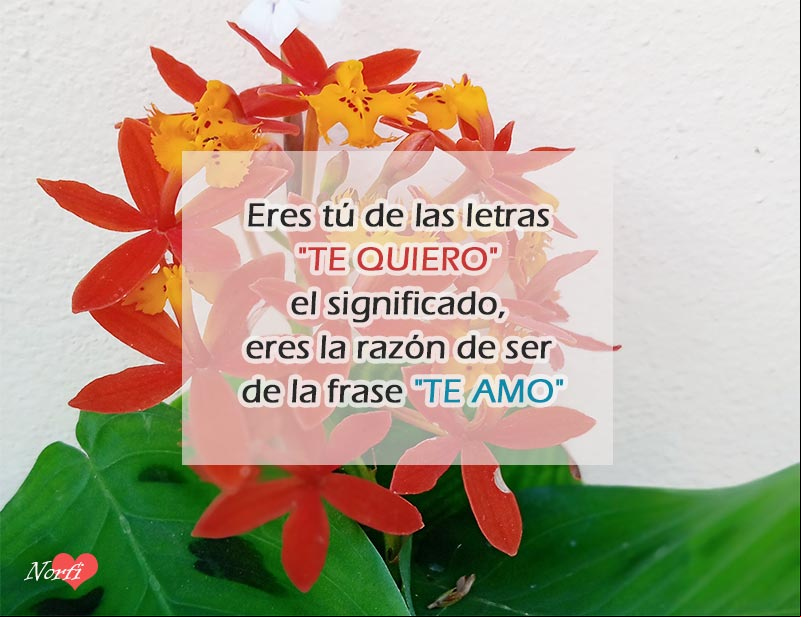 Eres lo más hermoso de mi vida, poema Foto de flores con poema de amor