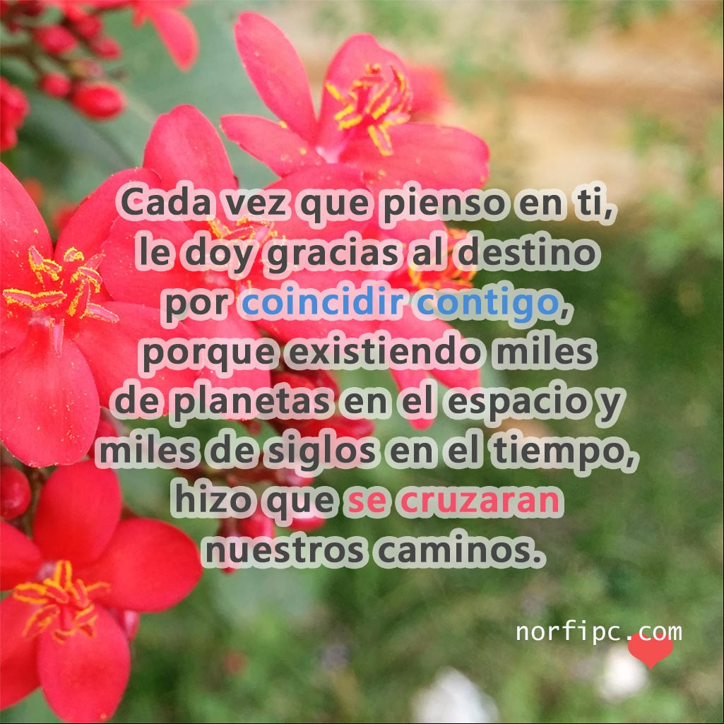 Cada vez que pienso en ti, le doy gracias al destino por coincidir contigo Flores de la planta Peregrina, Jatropha integerrima Jacq.