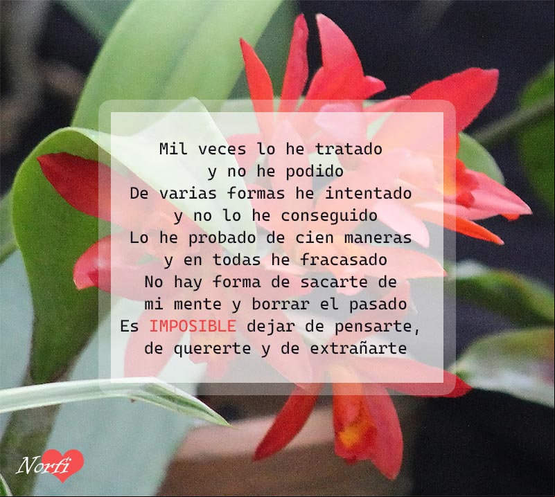 Imposible dejar de extrañarte, poema Flores rojas con el poema: Imposible dejar de extrañarte