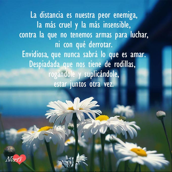 La distancia es nuestra peor enemiga Flores de margarita bajo un puente de una carretera