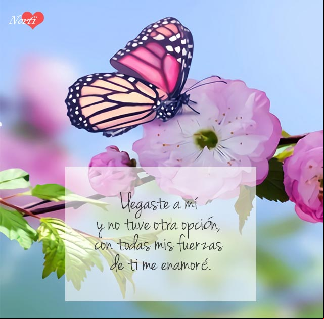 Llegaste a mí y no tuve otra opción, con todas mis fuerzas de ti me enamoré Llegaste a mí y no tuve otra opción, con todas mis fuerzas de ti me enamoré