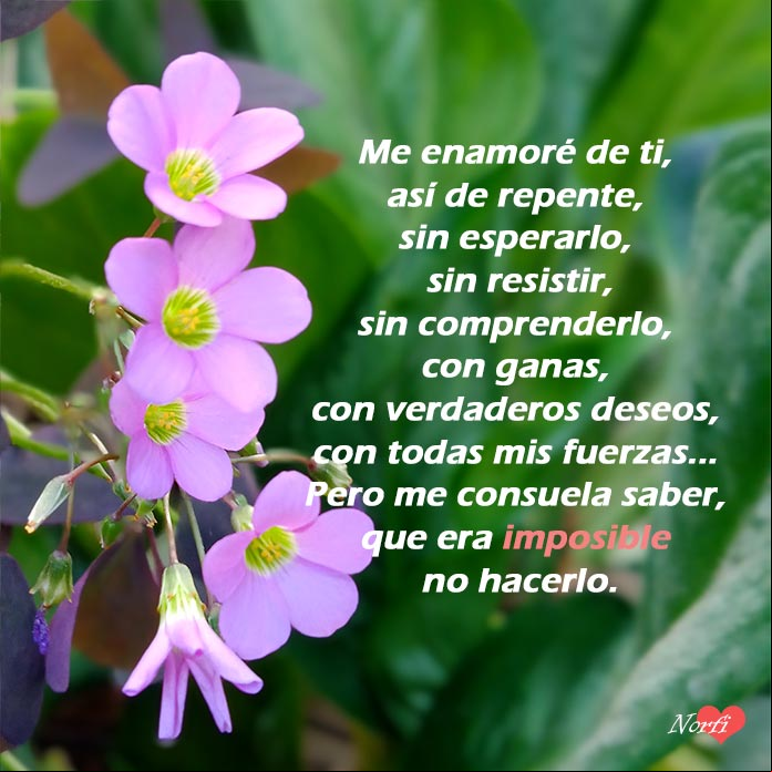 Poema me enamoré de ti Pequeñas flores rosadas