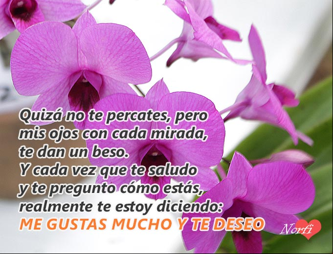 Quizá no te percates, poema Orquídeas de color rosado con un poema de amor,para decirle que le deseo