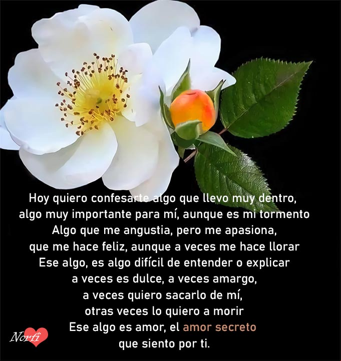 Poema para un amor secreto Flor blanca con fondo negro con poema para un amor secreto