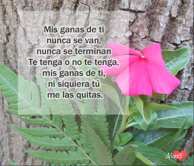 Mis ganas de ti nunca se van, nunca se terminan; te tenga o no te tenga, mis ganas de ti, ni siquiera tú me las quitas Mis ganas de ti nunca se van, nunca se terminan; te tenga o no te tenga, mis ganas de ti, ni siquiera tú me las quitas