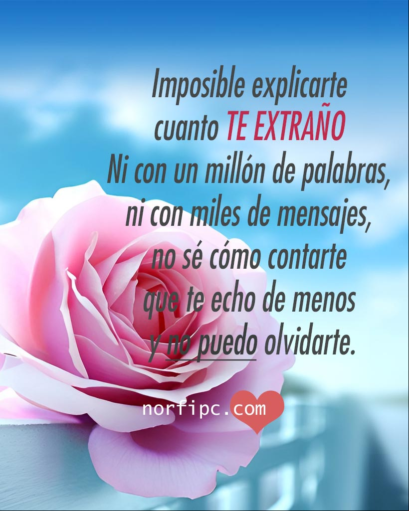Imposible explicarte cuanto te extraño. Ni con un millón de palabras, ni con miles de mensajes, no sé cómo contarte que te echo de menos y no puedo olvidarte Rosa en una cerca blanca a la orilla de la carretera