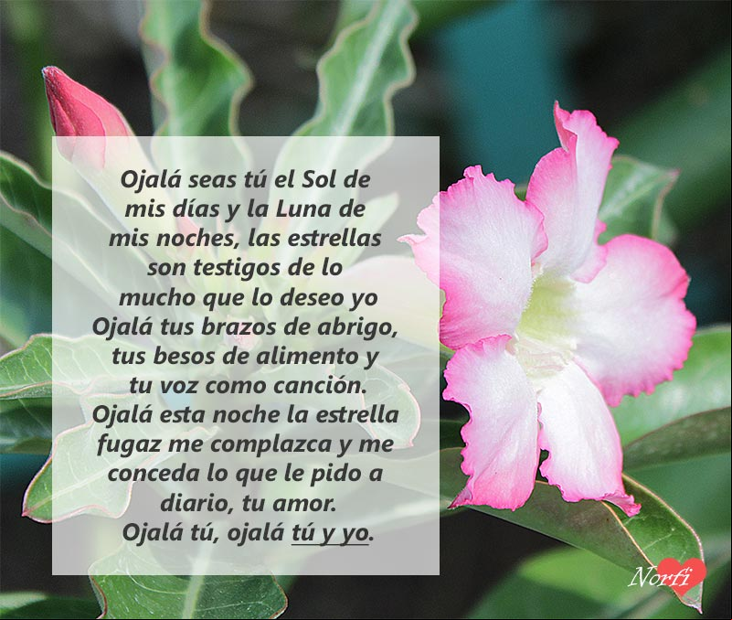 Ojalá seas tú el Sol de mis días y la Luna de mis noches, las estrellas son testigos de lo mucho que lo deseo yo Flor Adenium con el poema Ojalá seas tú