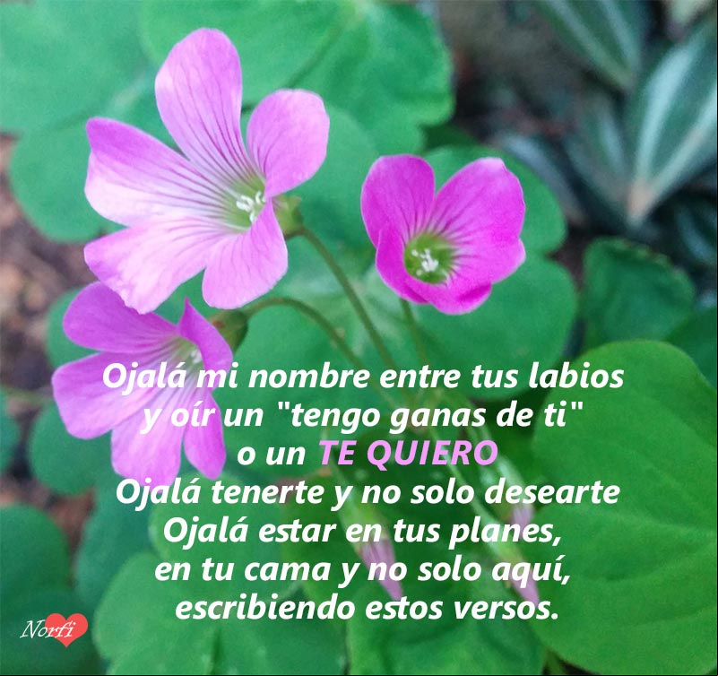Ojalá tenerte y no solo desearte. Ojalá estar en tus planes, en tu cama y no solo aquí, escribiendo estos versos Flores rosadas con texto del poema de amor: Ojalá tenerte