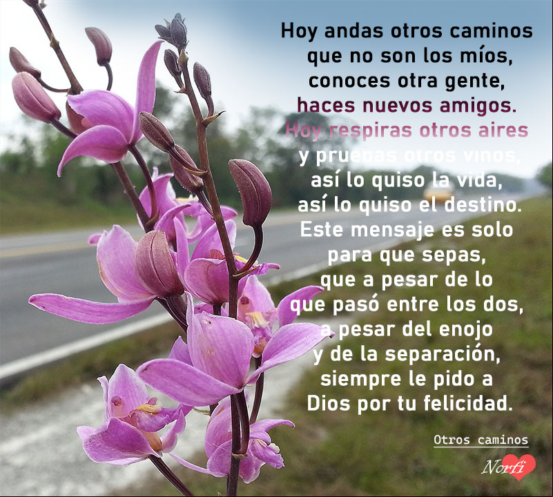 Aunque no estemos juntos te deseo lo mejor, poema Una flor y de fondo una carretera, con poema sobre una separación