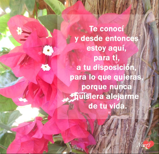 Te conocí y desde entonces estoy aquí, para ti, a tu disposición, para lo que quieras, porque nunca quisiera alejarme de tu vida Te conocí y desde entonces estoy aquí, para ti, a tu disposición, para lo que quieras, porque nunca quisiera alejarme de tu vida