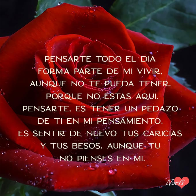 Pensarte, es tener un pedazo de ti en mi pensamiento, es sentir de nuevo tus caricias y tus besos, aunque tú no pienses en mí Rosa roja con gotas de rocio, fondo negro