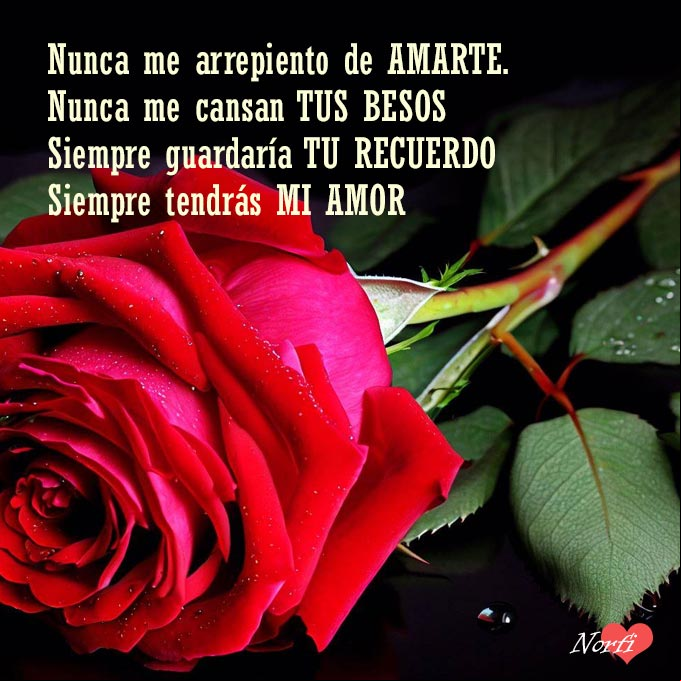 Por siempre tendras mi amor Rosa roja