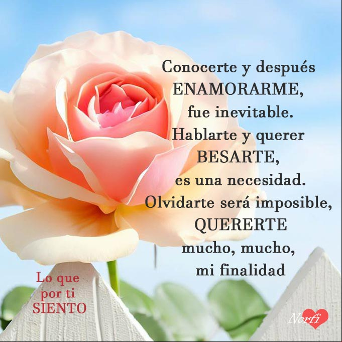 Quererte es mi finalidad, poema de amor Rosa detras de una cerca con poema de amor