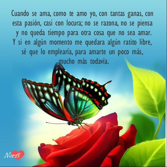 Te amaría un poco más. Poema de amor Mariposa sobre una rosa roja
