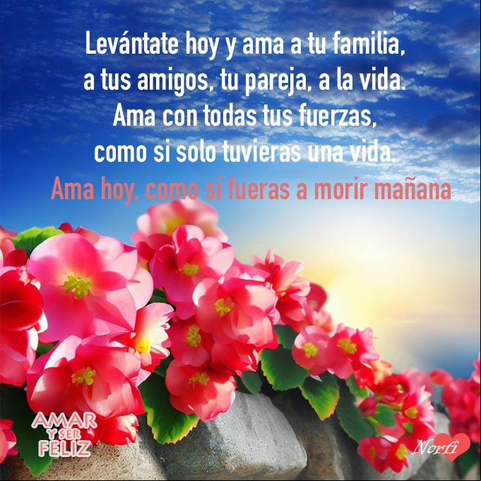 Levántate hoy y ama a tu familia, a tus amigos, tu pareja, a la vida. Ama con todas tus fuerzas, como si solo tuvieras una vida. Ama hoy, como si fueras a morir mañana Flores rojas sobre muro de piedra al amanecer