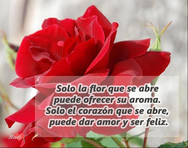 Solo la flor que se abre puede ofrecer su aroma. Solo el corazón que se abre, puede dar amor y ser feliz Solo la flor que se abre puede ofrecer su aroma. Solo el corazón que se abre, puede dar amor y ser feliz