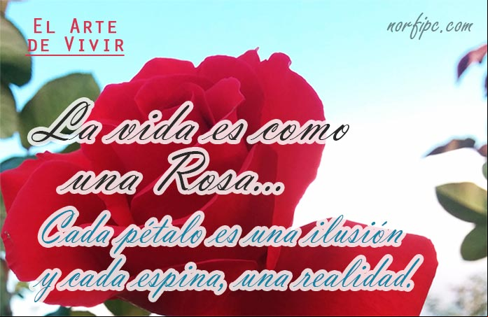 La vida es una rosa, en la que cada pétalo es una ilusión y cada espina una realidad. #FrasesVida Mis citas favoritas sobre el arte de vivir y los misterios de la vida