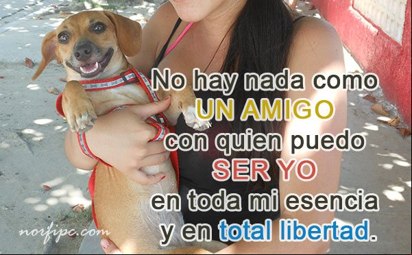 No hay nada como un amigo con quien puedo ser yo en toda mi esencia y en total libertad Frase sobre la confianza en los amigos