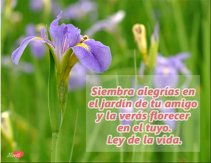 Siembra alegrías en el jardín de tu amigo y la verás florecer en el tuyo. Es la ley de la vida Siembra alegrías en el jardín de tu amigo y la verás florecer en el tuyo