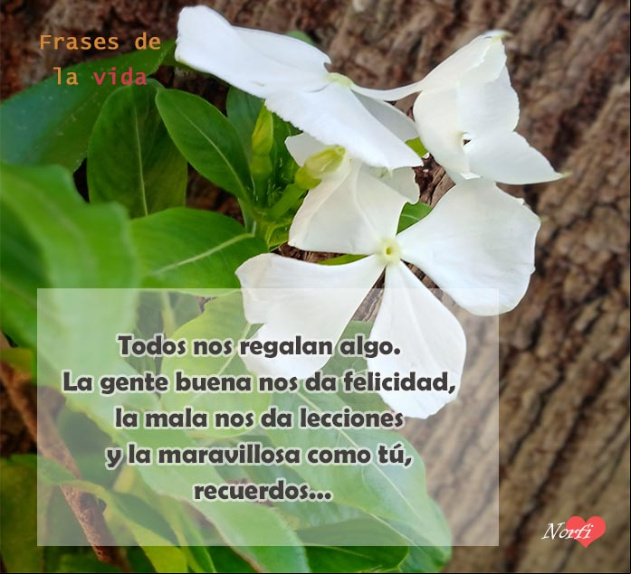 Todos nos regalan algo. La gente buena nos da felicidad, la mala nos da lecciones y la maravillosa como tú, recuerdos Flores de vicaria blanca bajo un arbol