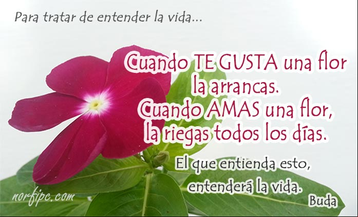 Frases y pensamientos para entender y comprender la vida