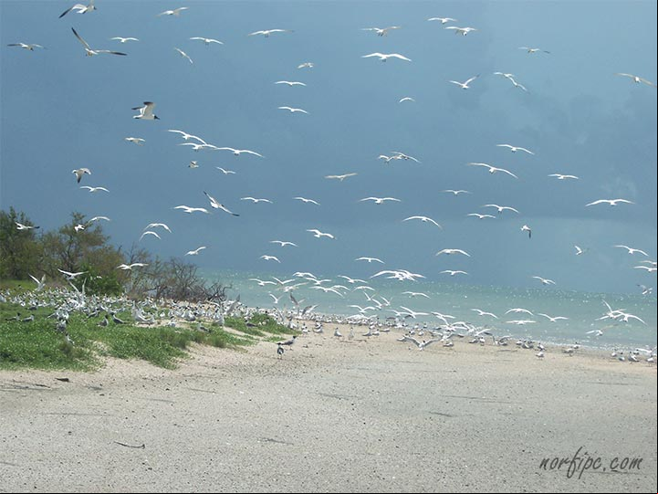 Variedad de aves marinas costeras en los cayos que rodean la playa Cunagua Variedad de aves marinas costeras en los cayos que rodean la playa Cunagua