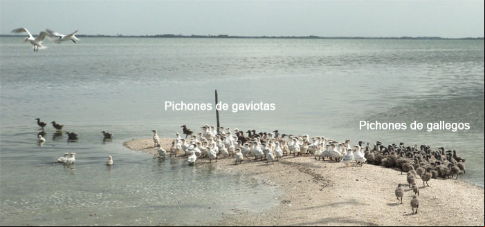 Pichones de gaviotas y de gallegos en el Cayo Los pajaros Pichones de gaviotas y de gallegos en el Cayo Los pajaros
