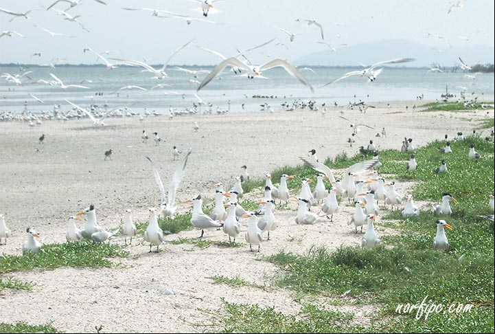 La playa Cunagua, un paraíso natural de las aves marinas en Cuba La playa Cunagua, un paraíso natural de las aves marinas en Cuba