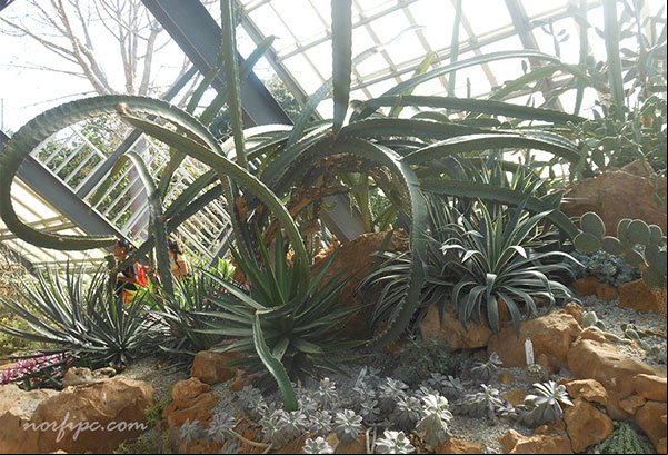 Cactarium en el Jardín Botánico de la Habana con colecciones de plantas cactáceas Cactarium en el Jardín Botánico de la Habana con colecciones de plantas cactáceas