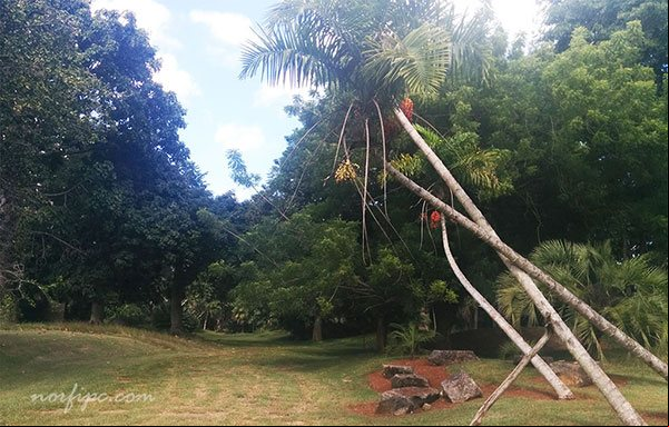 Área de exposición del Jardín Botánico de la Habana con vegetación de Cuba Área de exposición del Jardín Botánico de la Habana con vegetación de Cuba