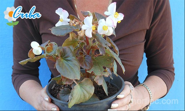 Sitios donde comprar plantas con flores o decorativas en Cuba Sitios donde comprar plantas con flores o decorativas en Cuba