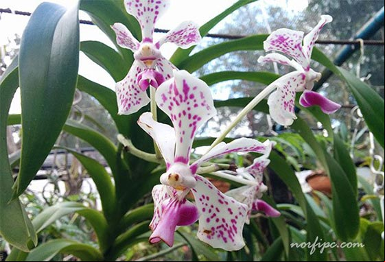 Orquídeas en el Vivero Buena Suerte de Xiomara Arteaga Orquídeas en el Vivero Buena Suerte